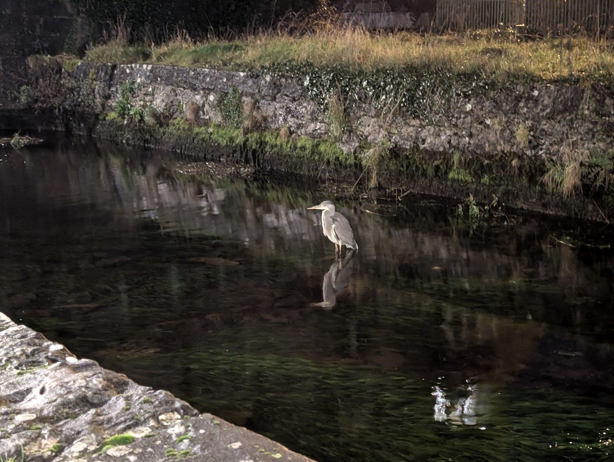 volavka popelavá - ML646230494