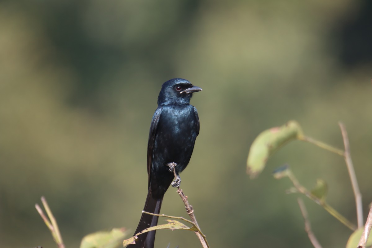 Black Drongo - ML646230495