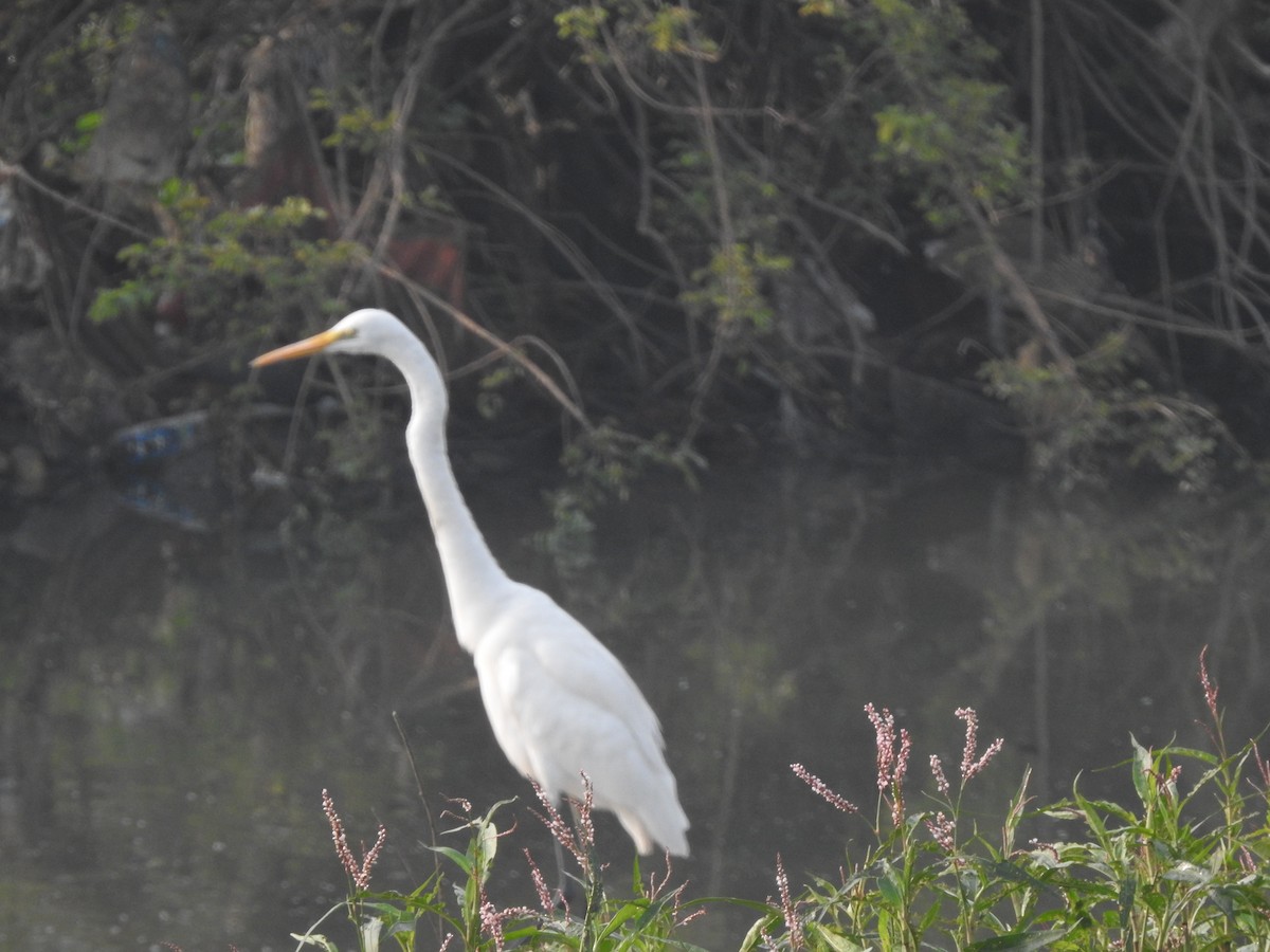 Great Egret - ML646230496
