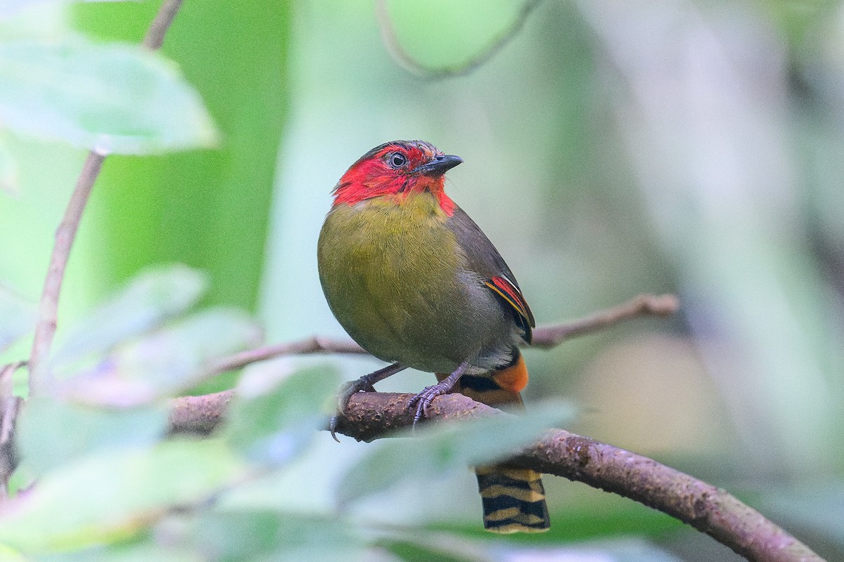 Scarlet-faced Liocichla - ML646230500