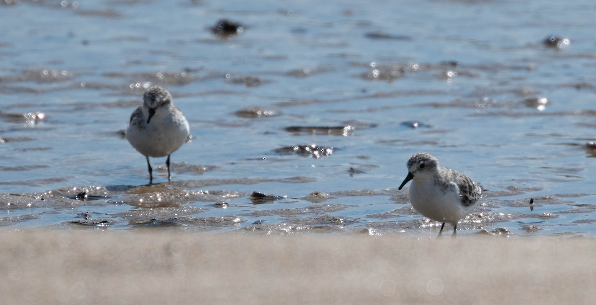 Red-necked Stint - ML646230502