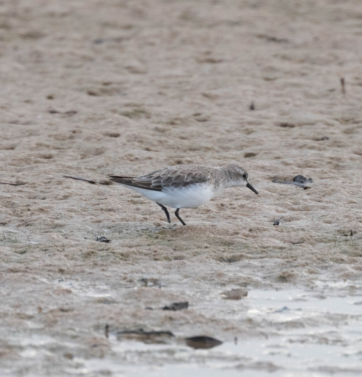 Red-necked Stint - ML646230503