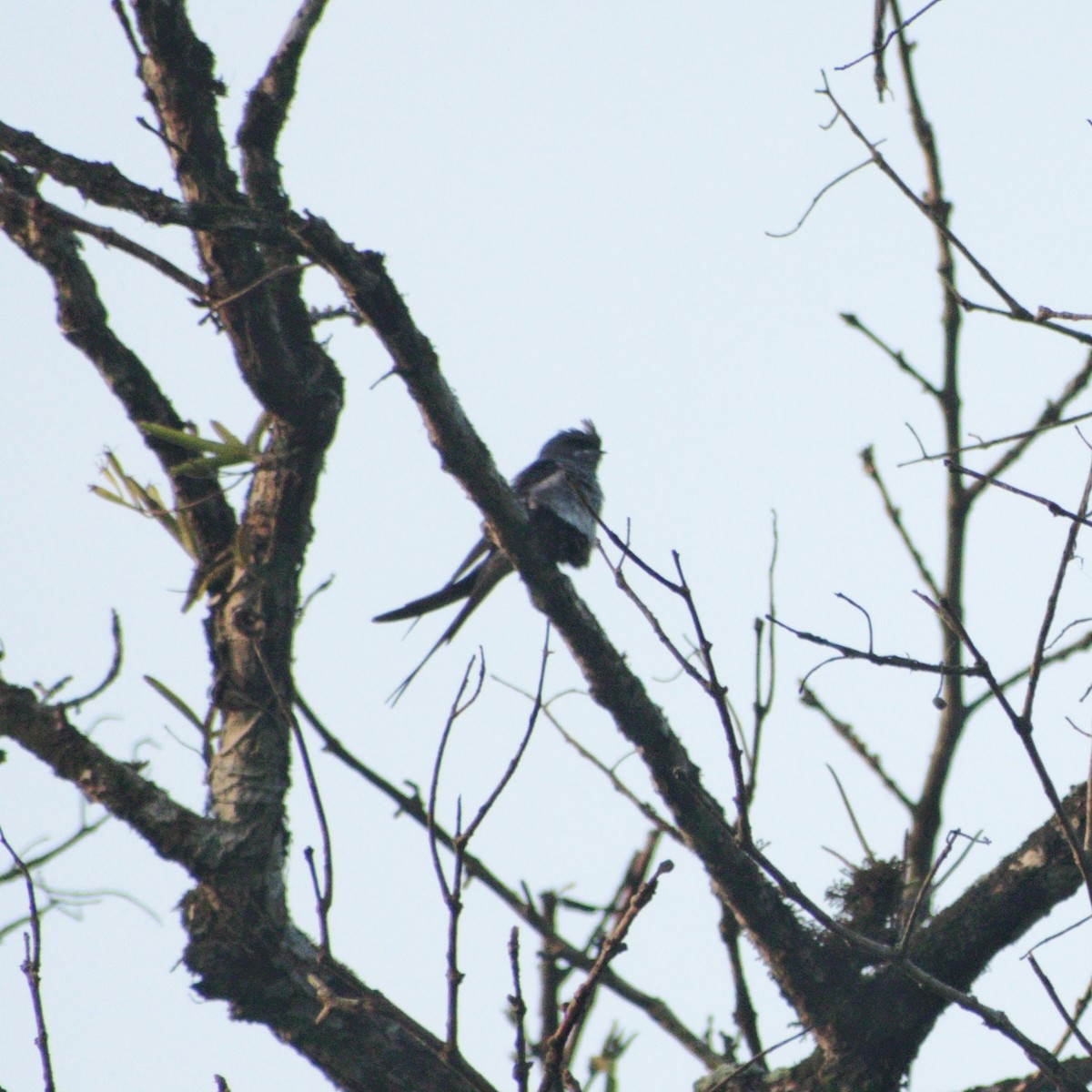 Crested Treeswift - ML646230515