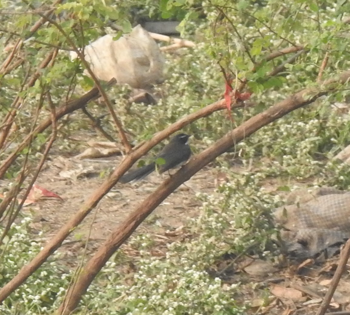 Spot-breasted Fantail - ML646230516