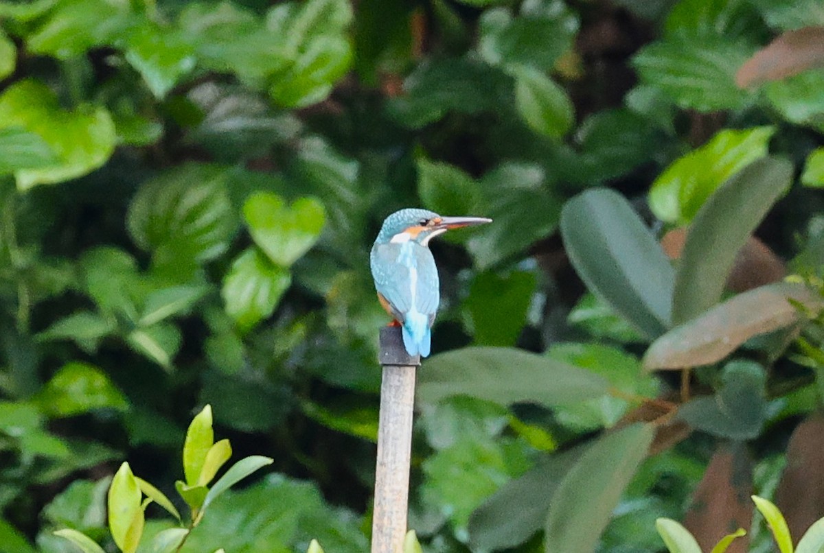 Номин шогшир - ML646230519