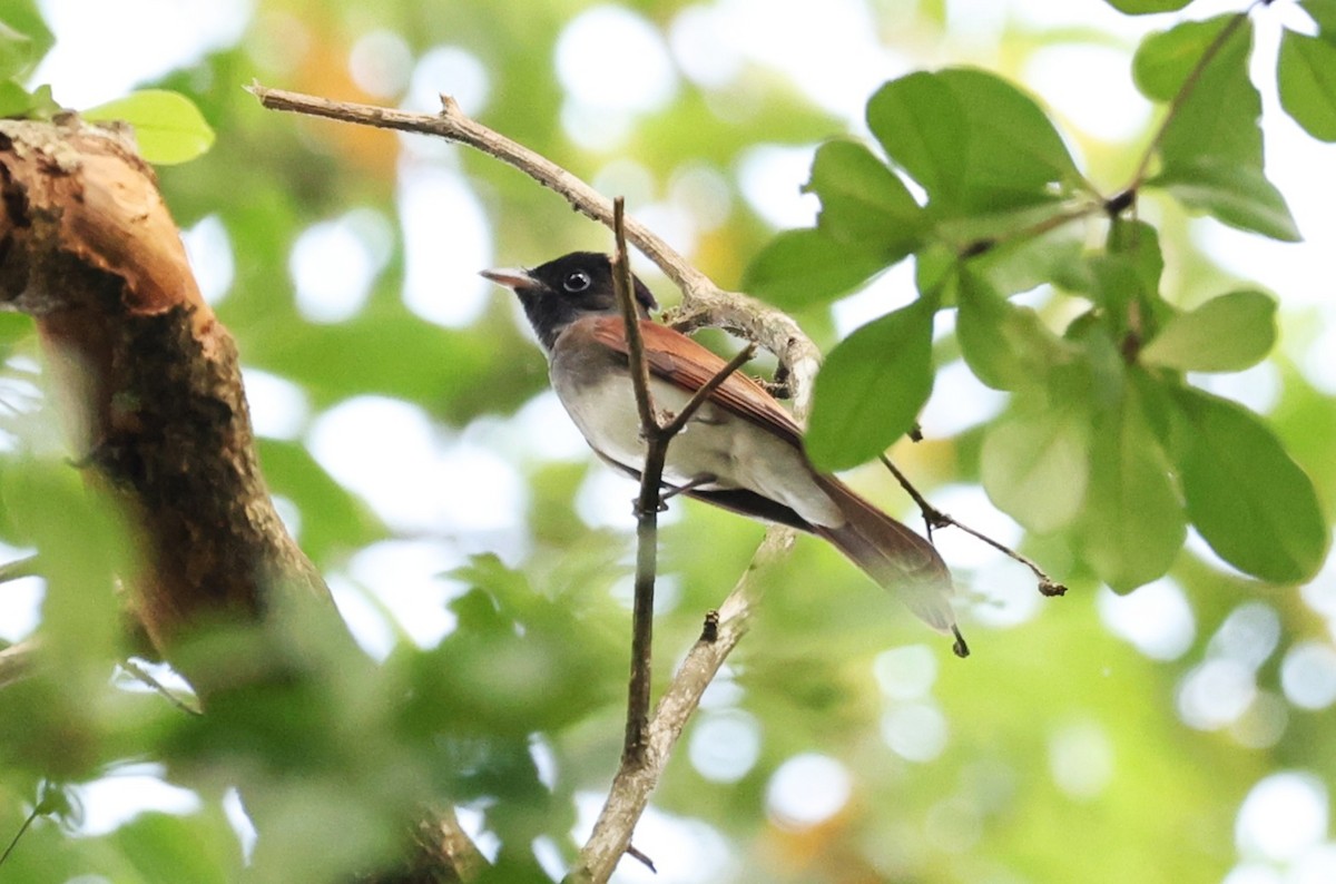 紫綬帶 - ML646230521