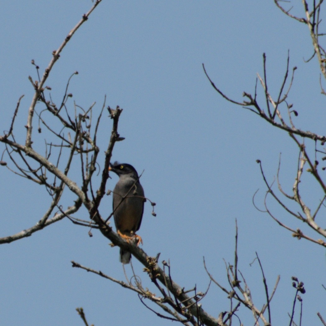 Jungle Myna - ML646230522