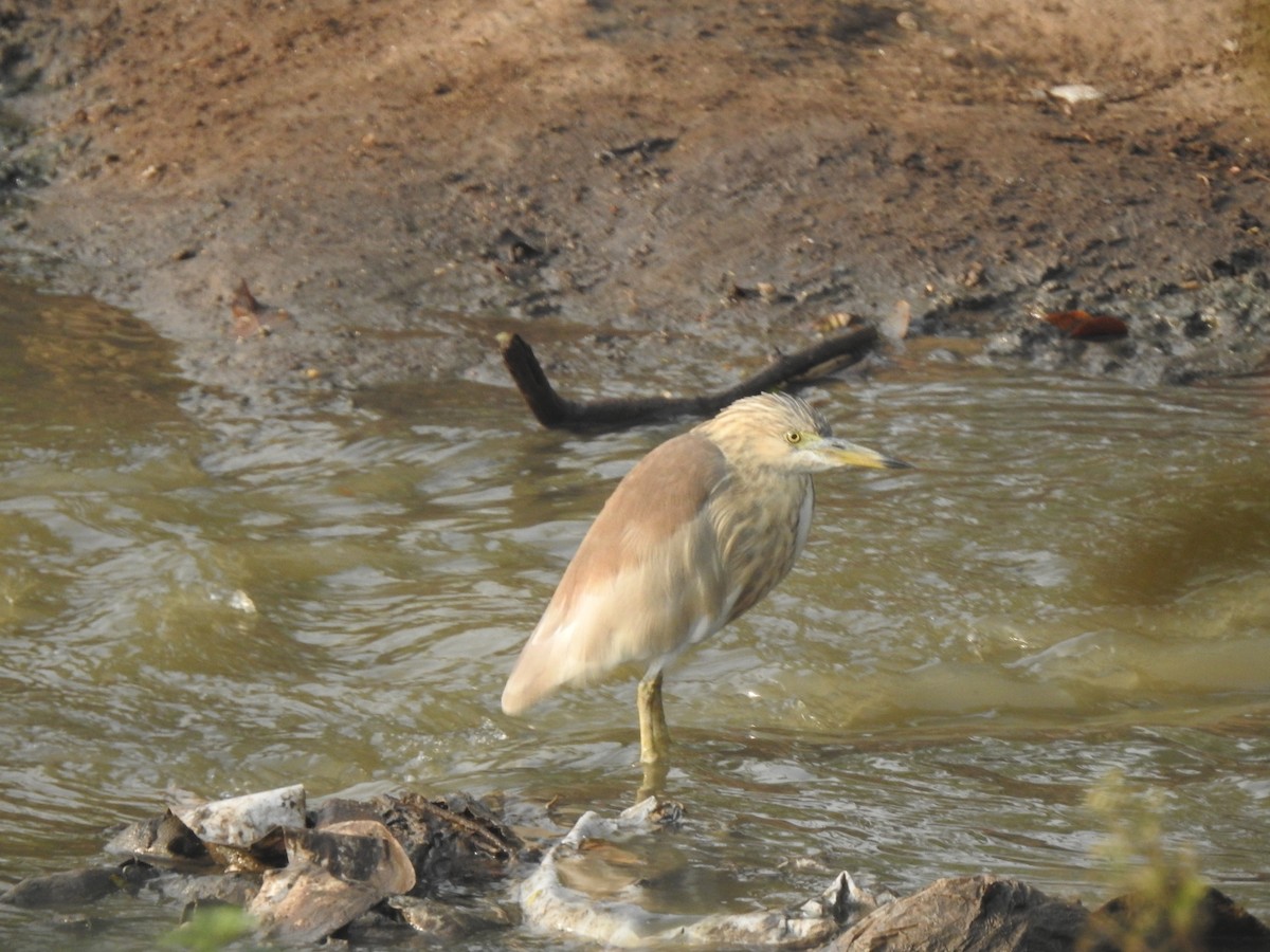 Hint Alaca Balıkçılı - ML646230523