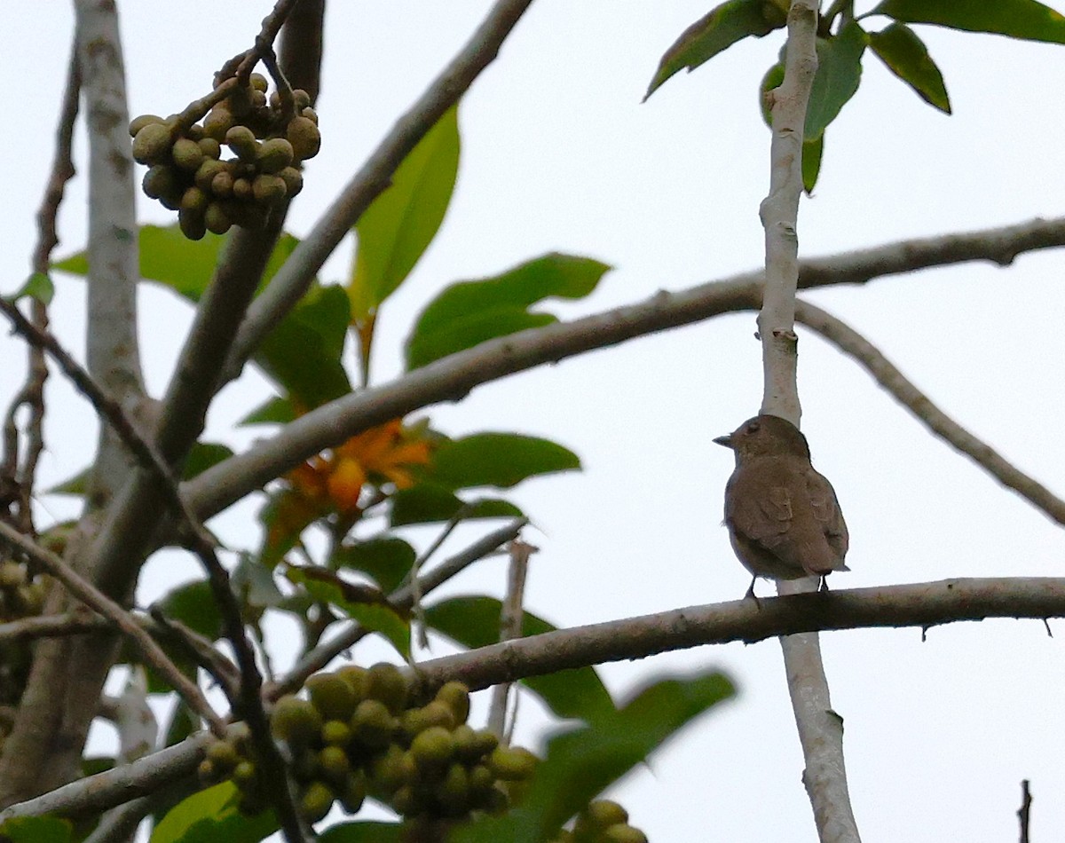 Blue-and-white/Zappey's Flycatcher - ML646230526