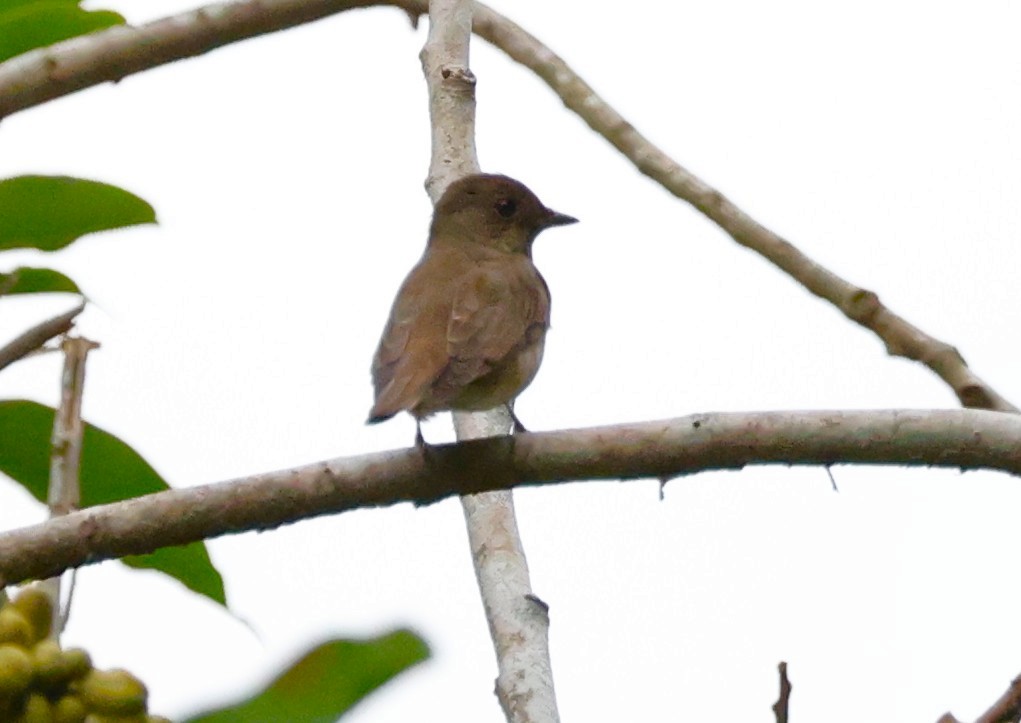Blue-and-white/Zappey's Flycatcher - ML646230527