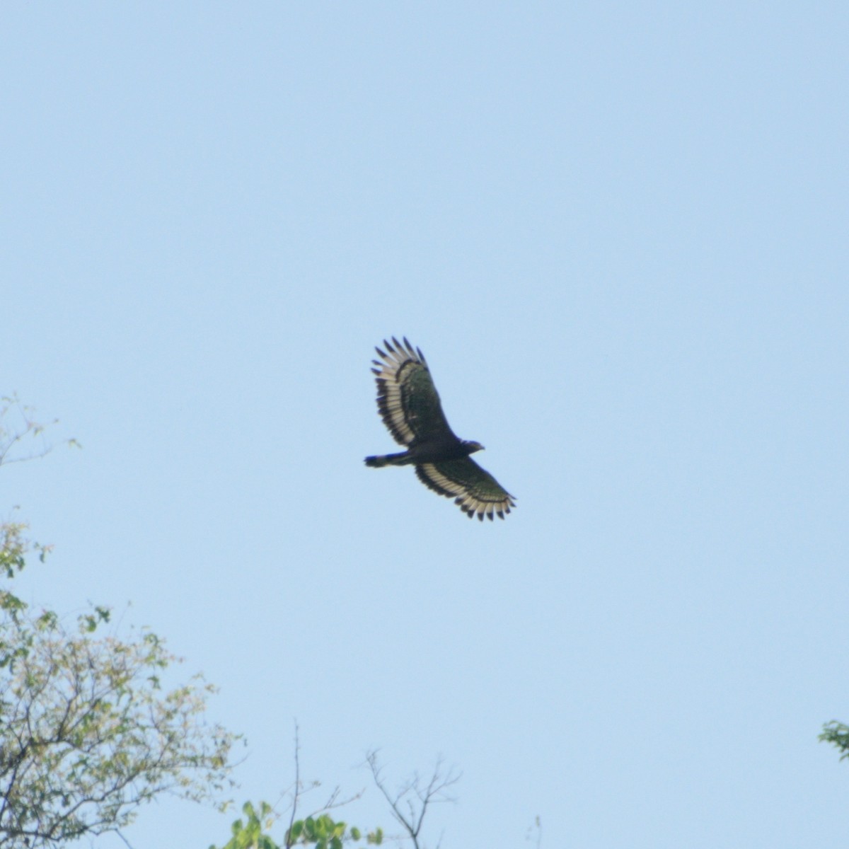 Crested Serpent-Eagle - ML646230529