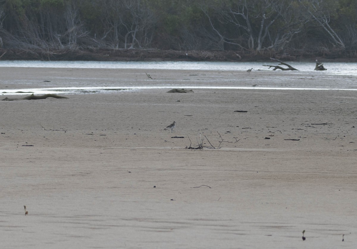 Black-bellied Plover - ML646230530