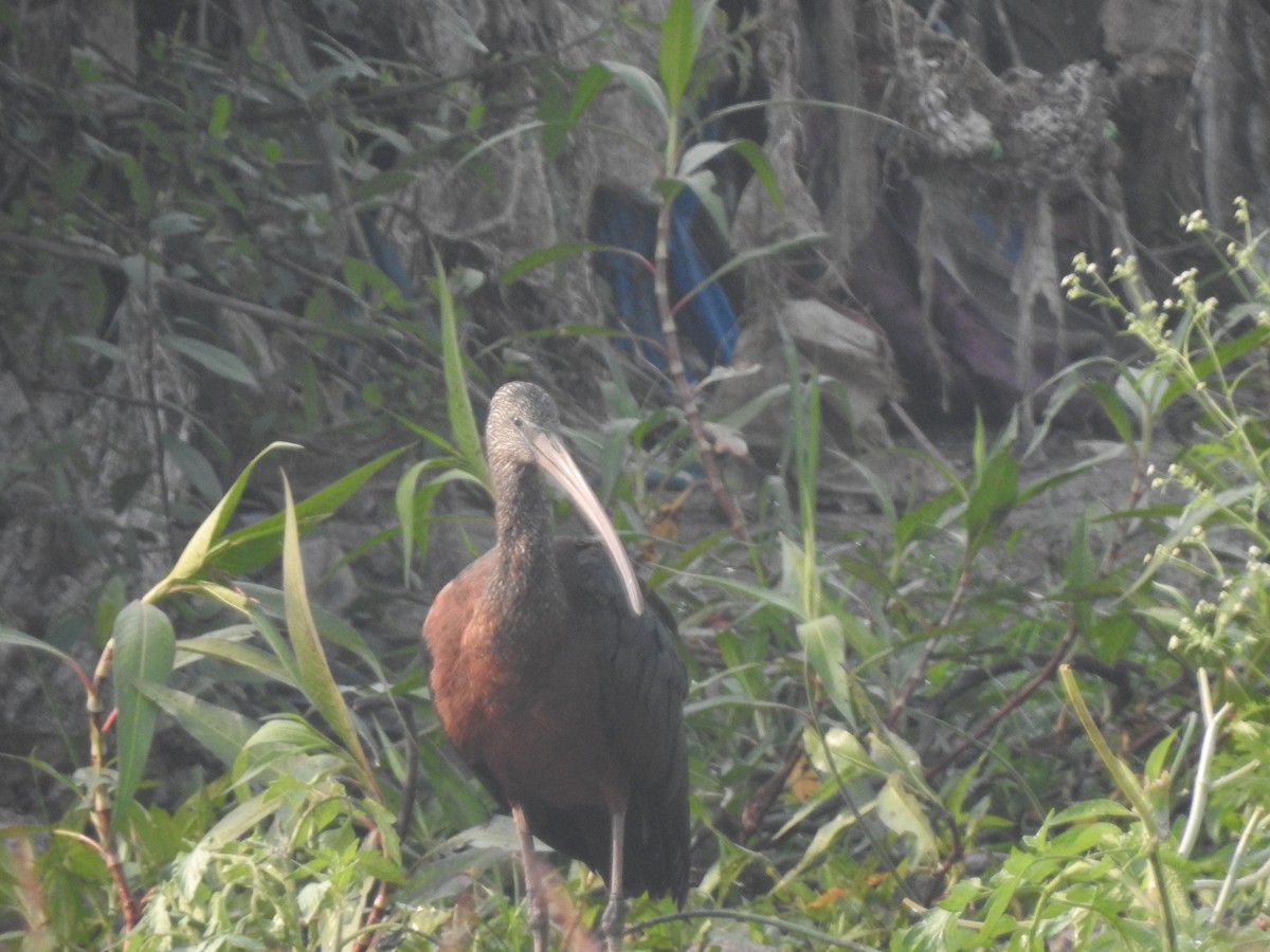 Glossy Ibis - ML646230536