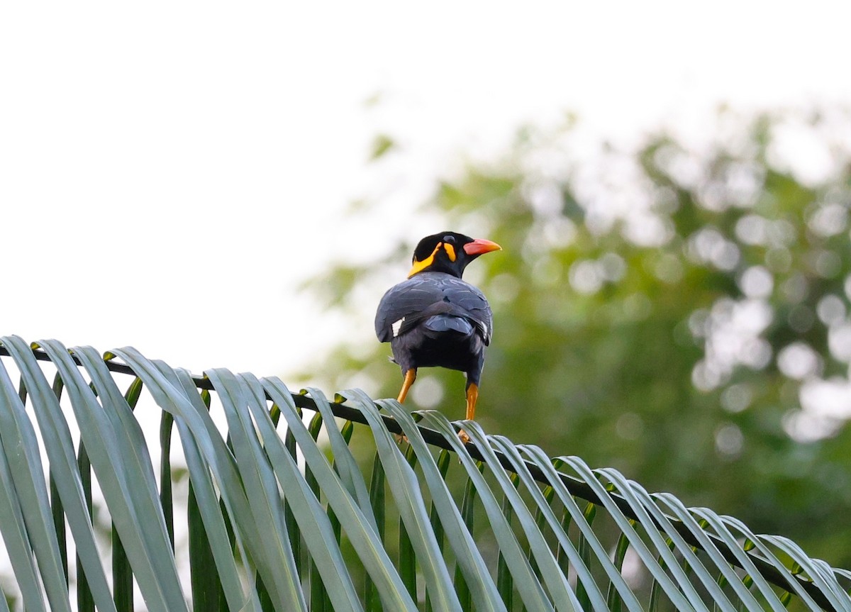 Common Hill Myna - ML646230538