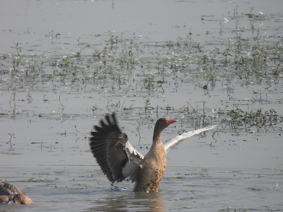 grågås - ML646230539