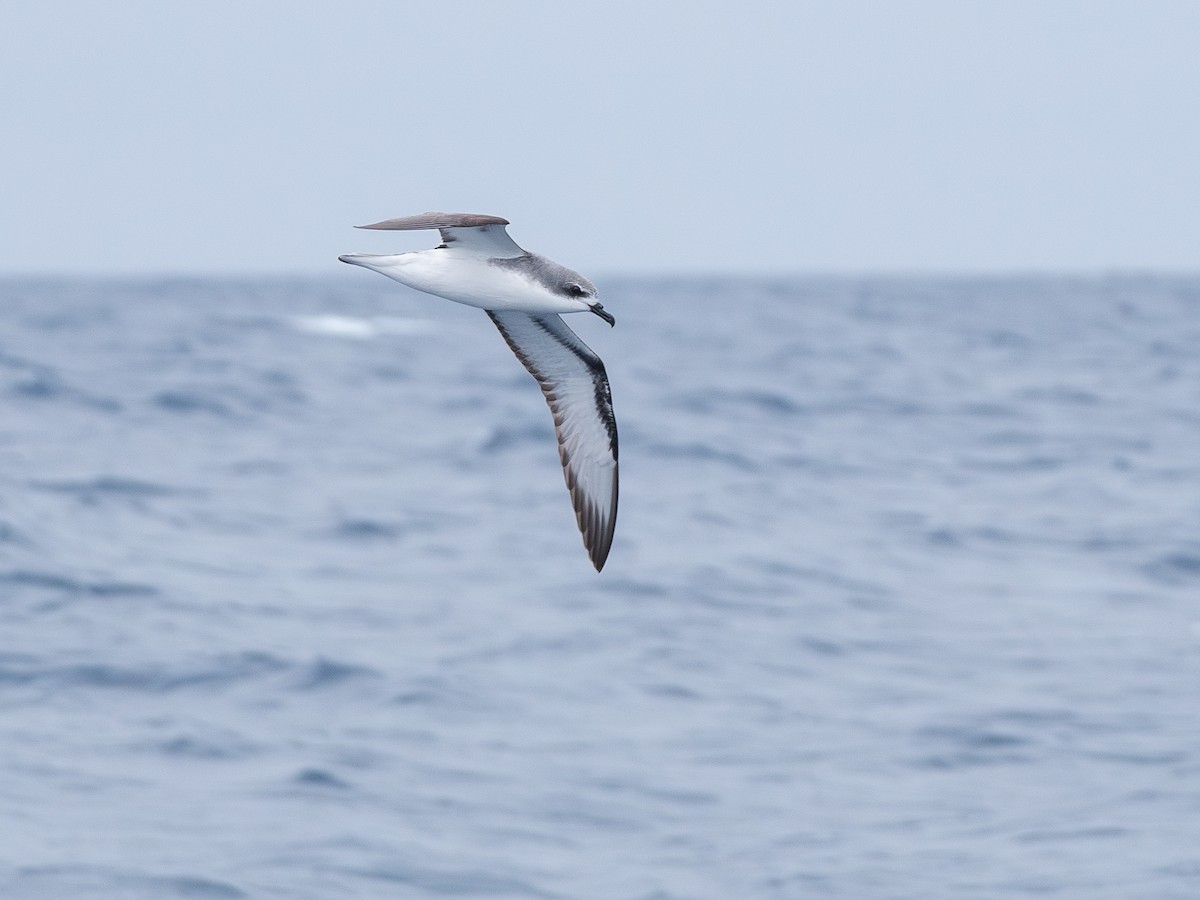 Cook's Petrel - ML646230546