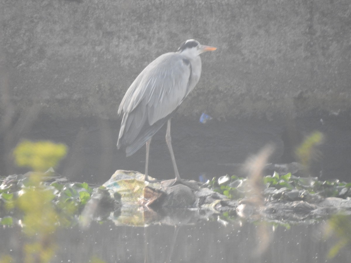 Gray Heron - ML646230547