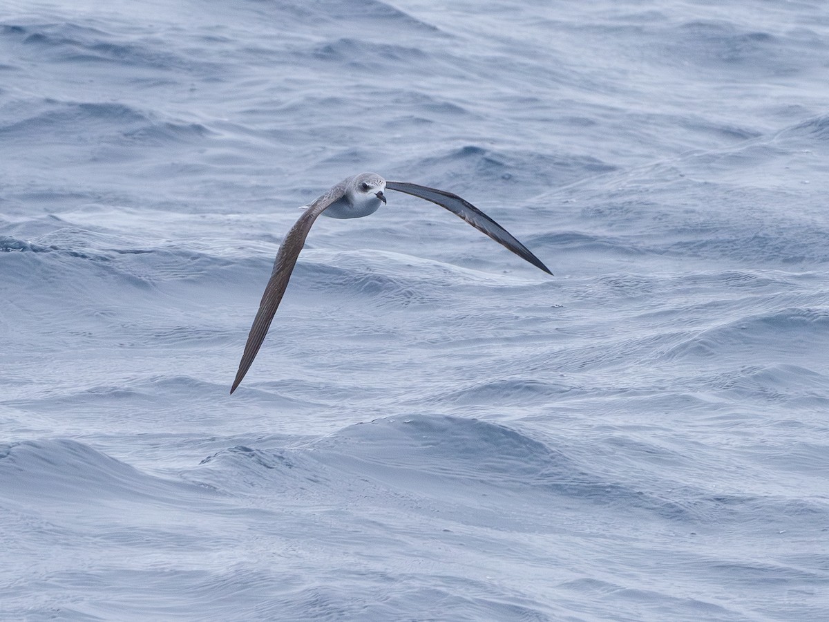 Cook's Petrel - ML646230557