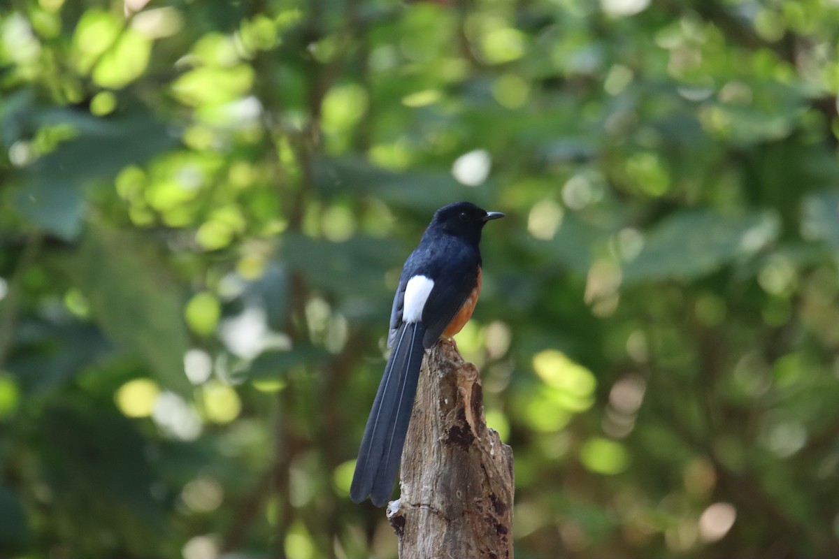 White-rumped Shama - ML646230558