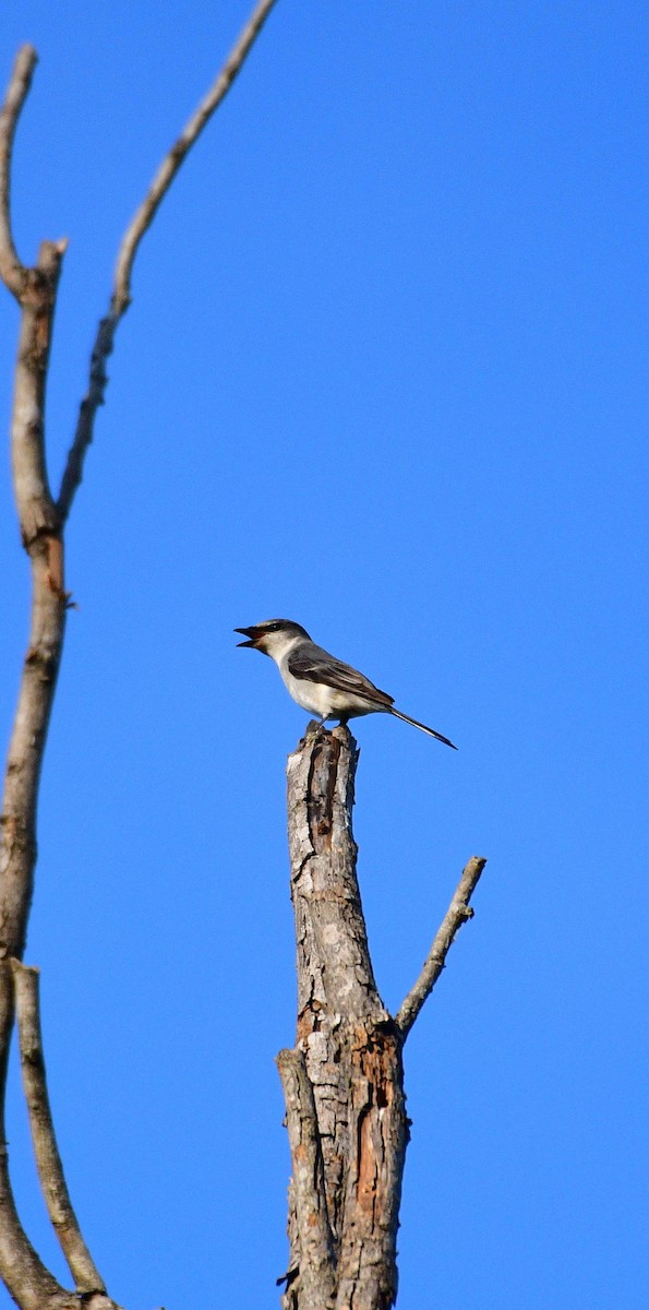 サンショウクイ - ML646230565