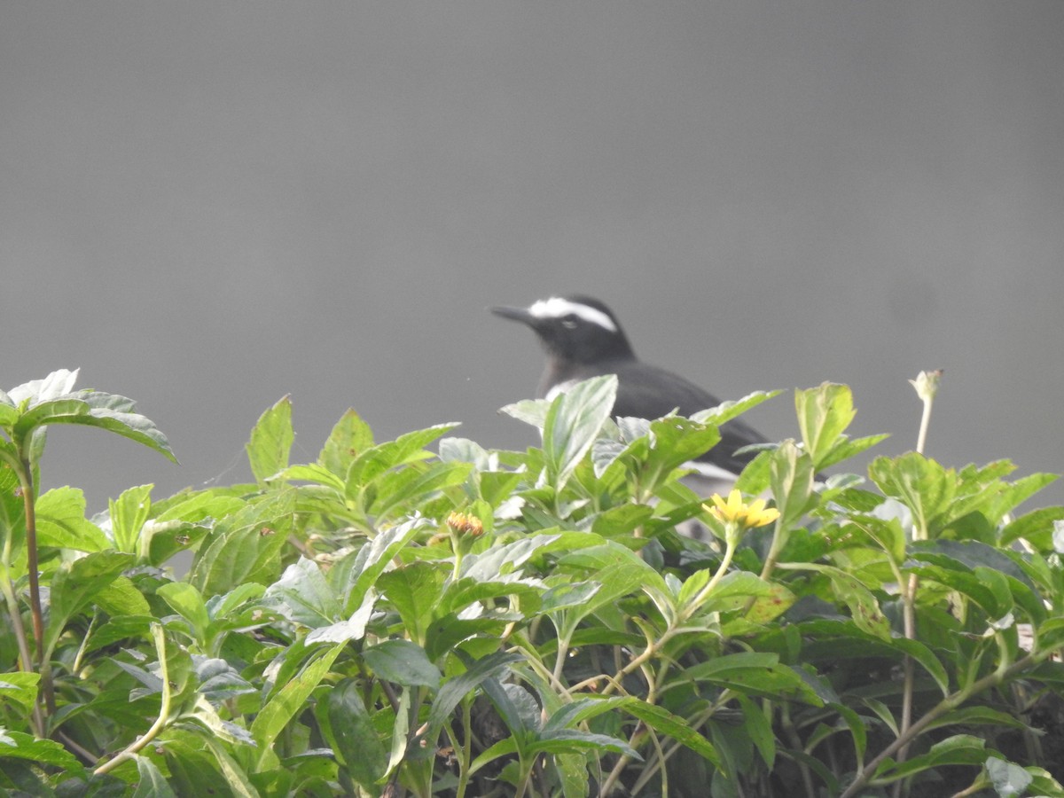 White-browed Wagtail - ML646230569