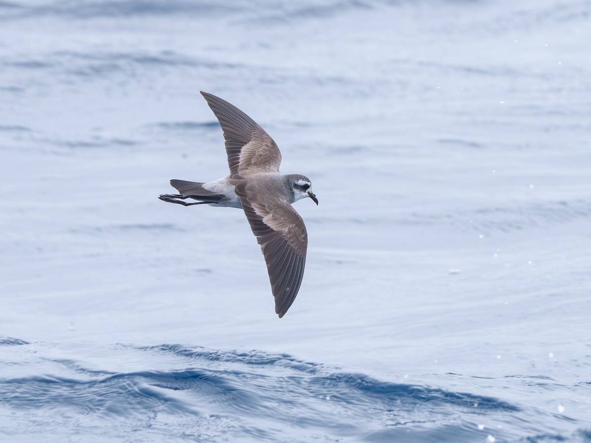 fregattstormsvale - ML646230570