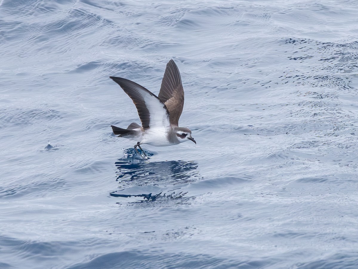 fregattstormsvale - ML646230572