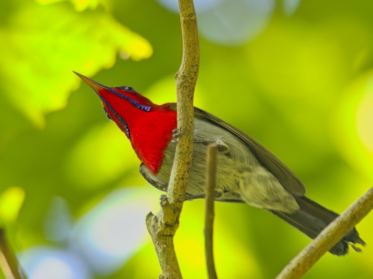 Crimson Sunbird - ML646230573