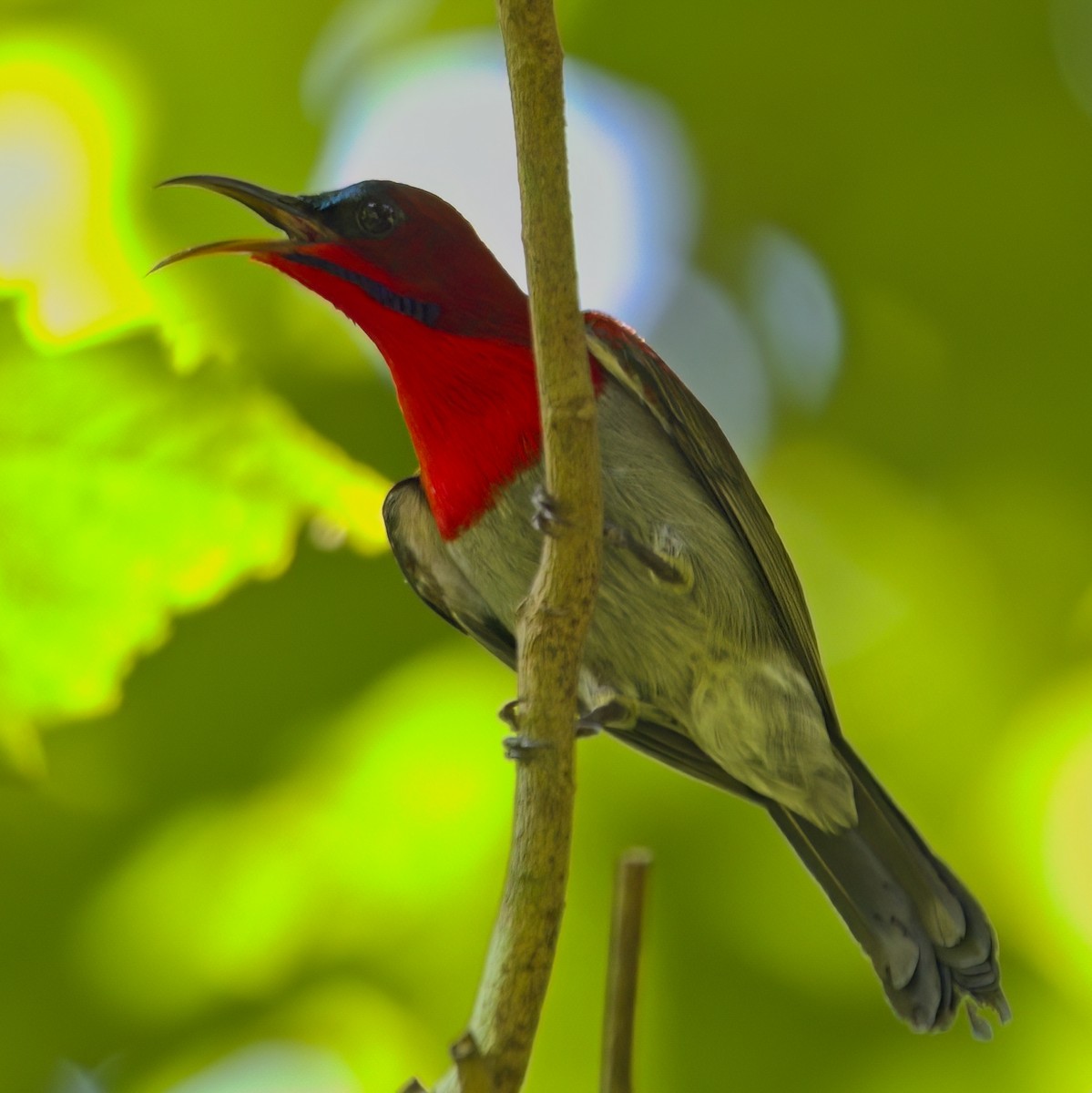 Crimson Sunbird - ML646230574