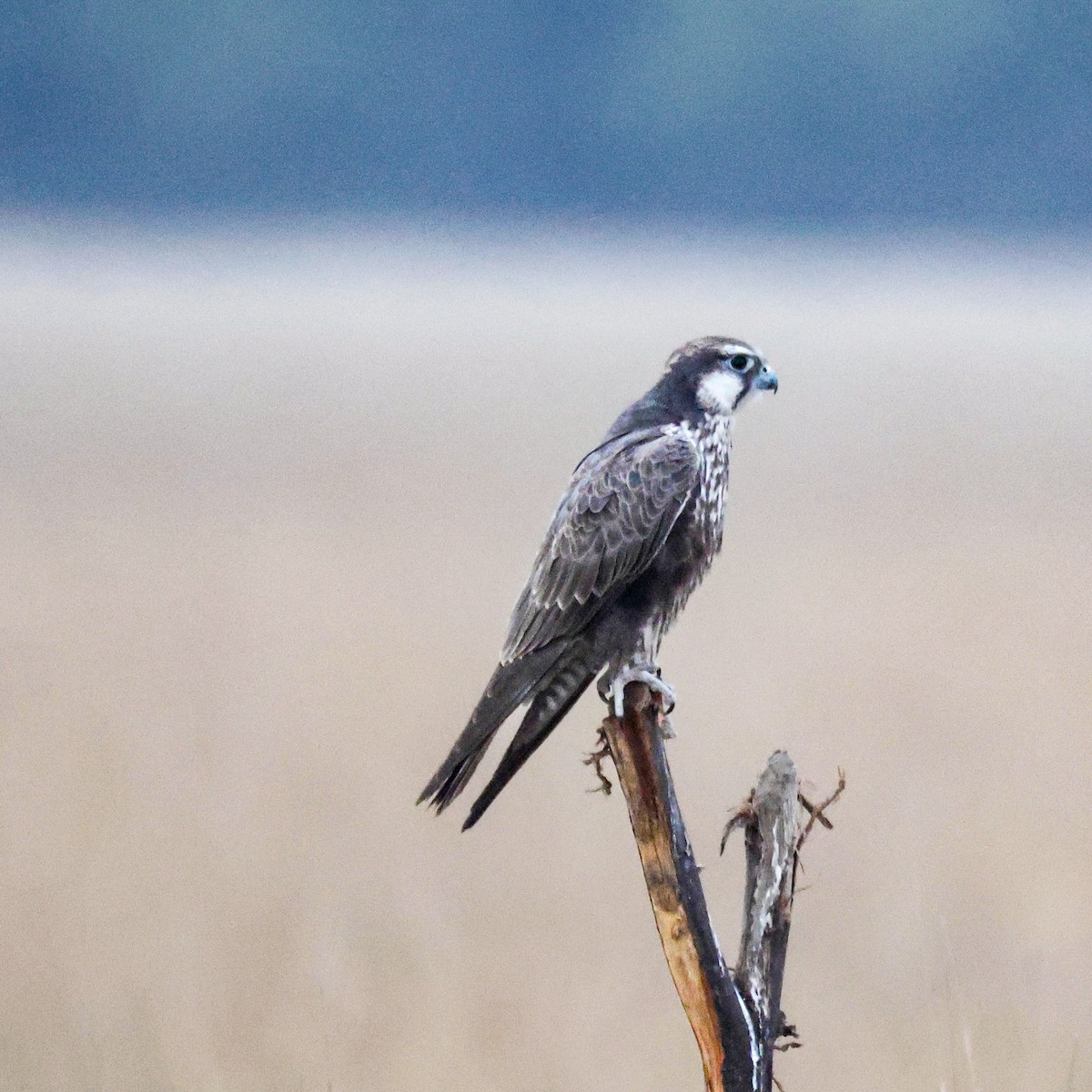 Falco laggar - ML646230575