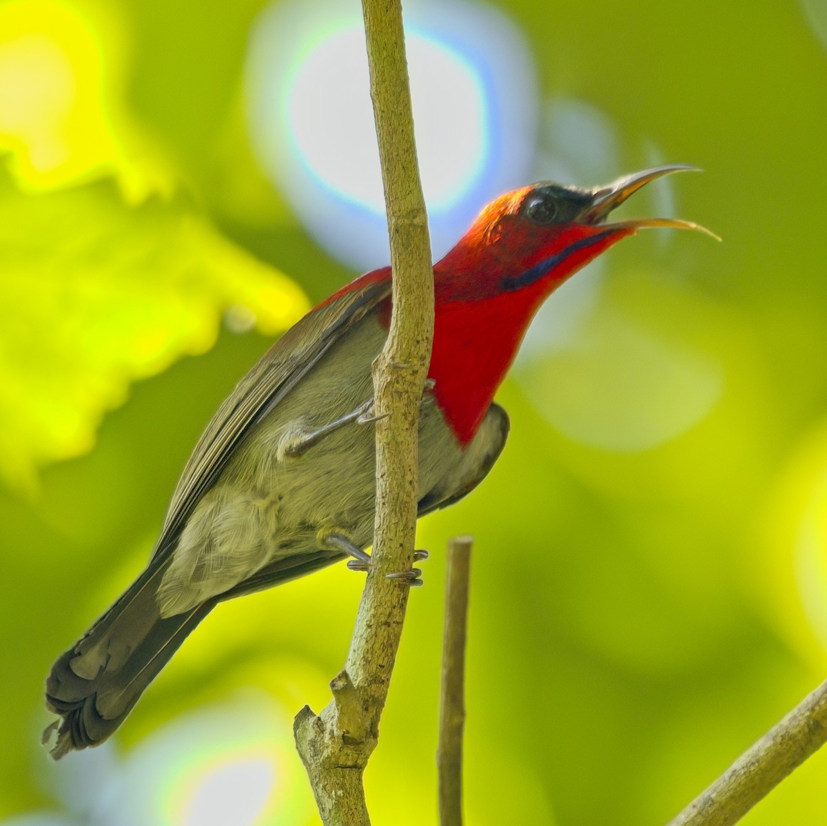 Crimson Sunbird - ML646230577
