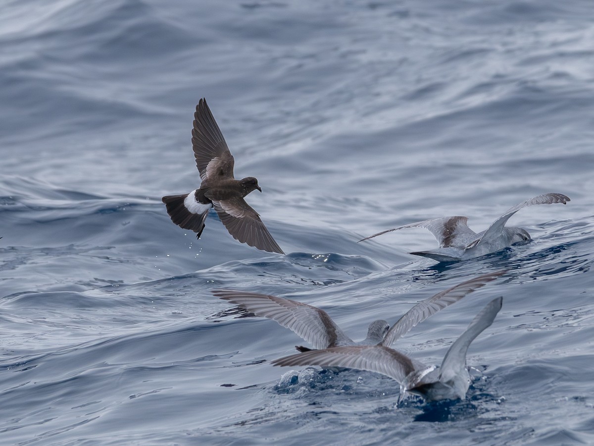 Wilson's Storm-Petrel - ML646230578