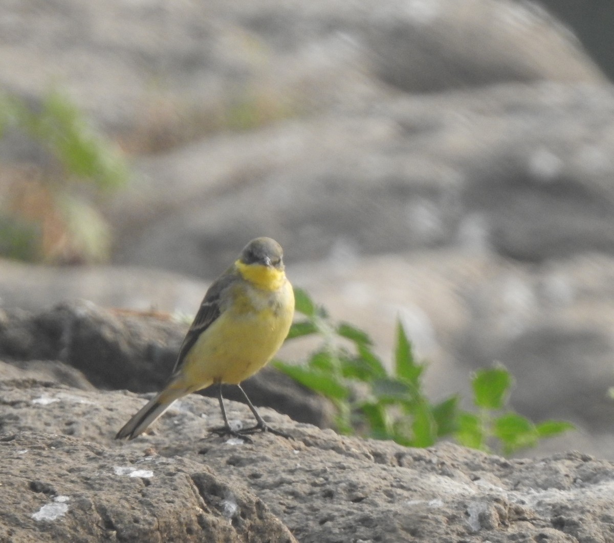 Western Yellow Wagtail - ML646230580