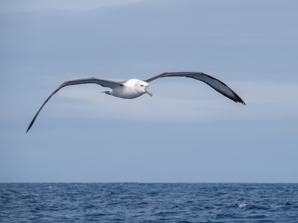 White-capped Albatross - ML646230582