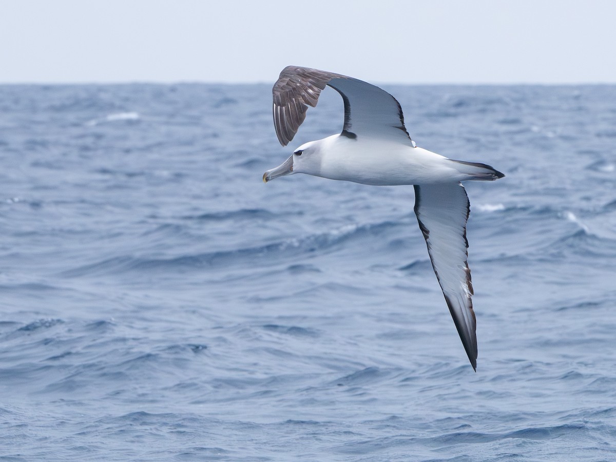 White-capped Albatross - ML646230585
