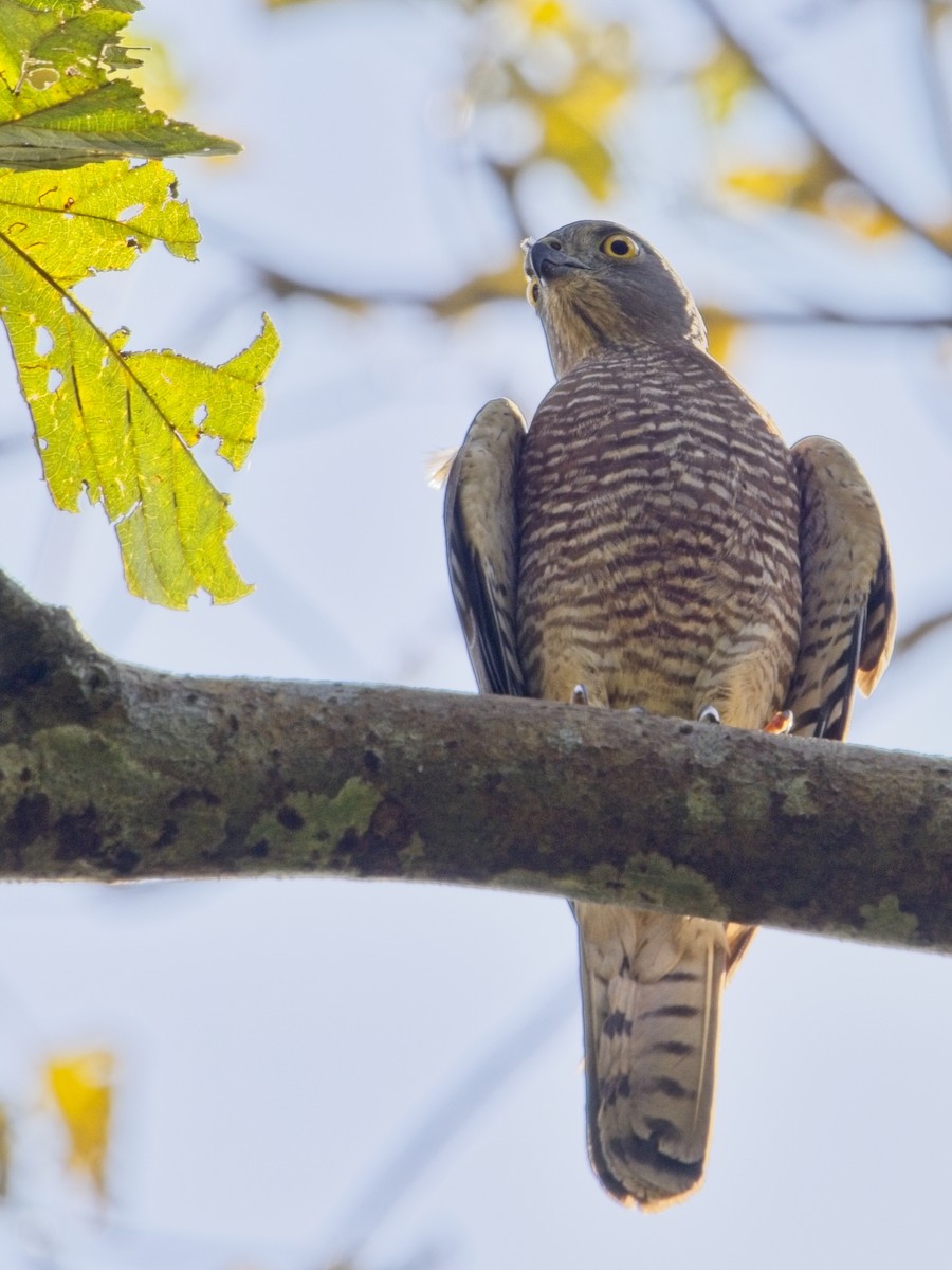eBird Checklist - 2 Dec 2025 - Khao Ang Rue Nai Wildlife Sanctuary--Ang ...