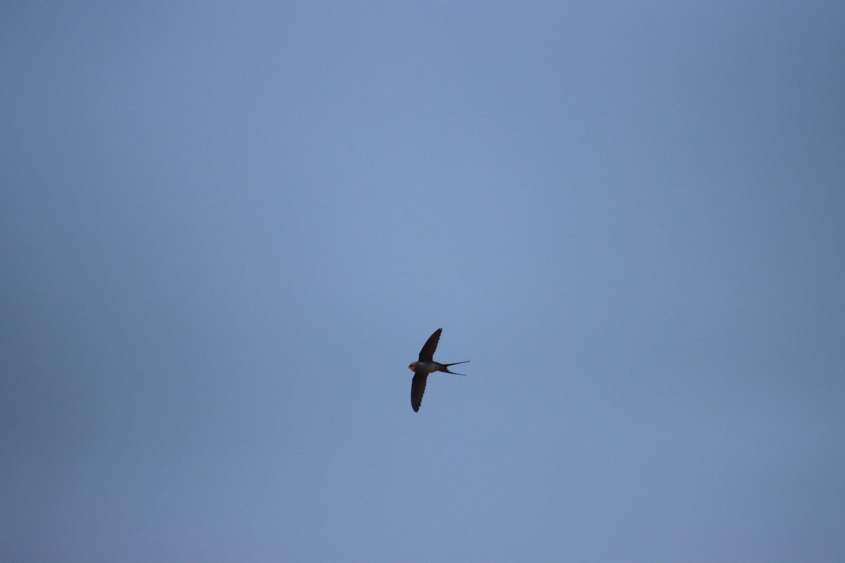 Crested Treeswift - ML646230591