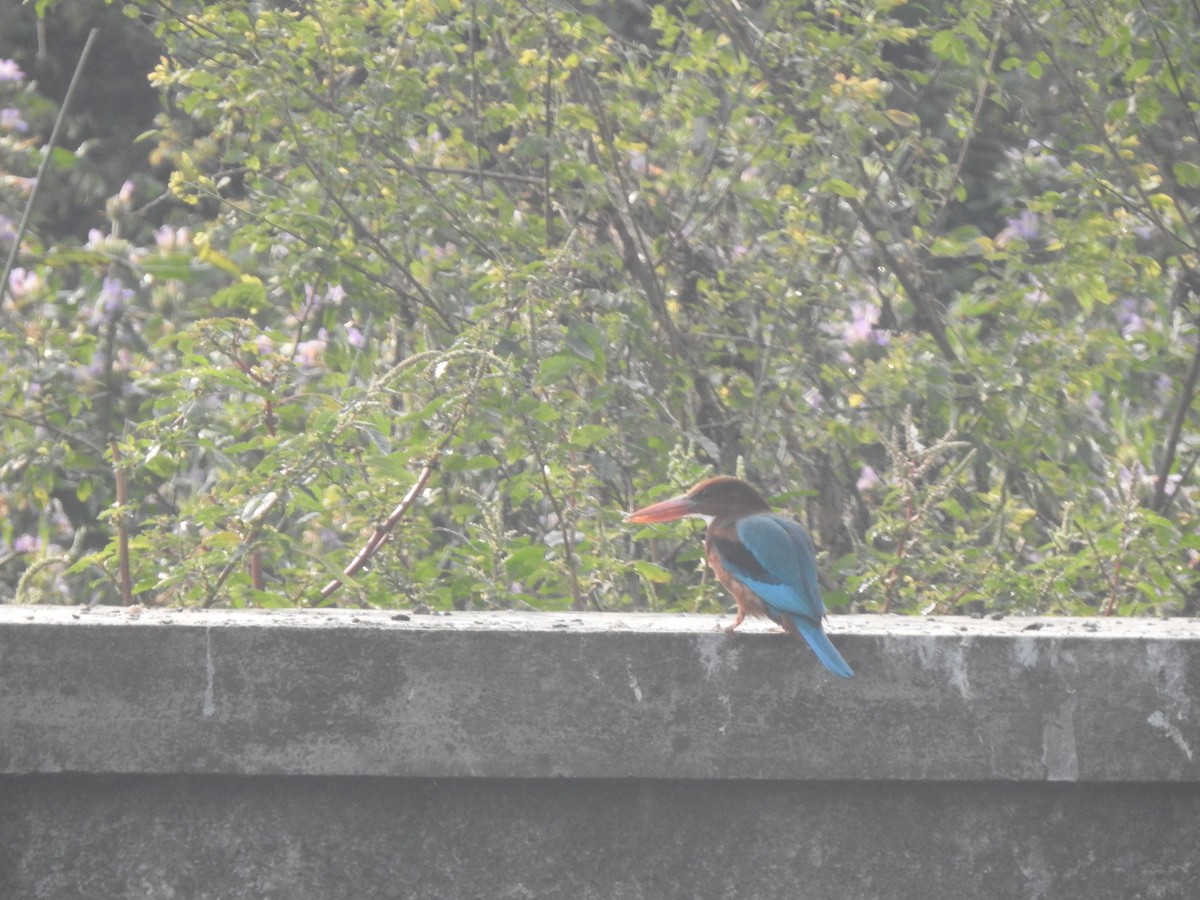 White-throated Kingfisher - ML646230595
