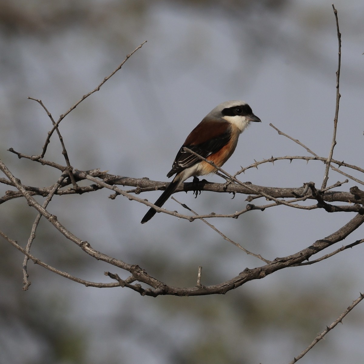 Bay-backed Shrike - ML646230598