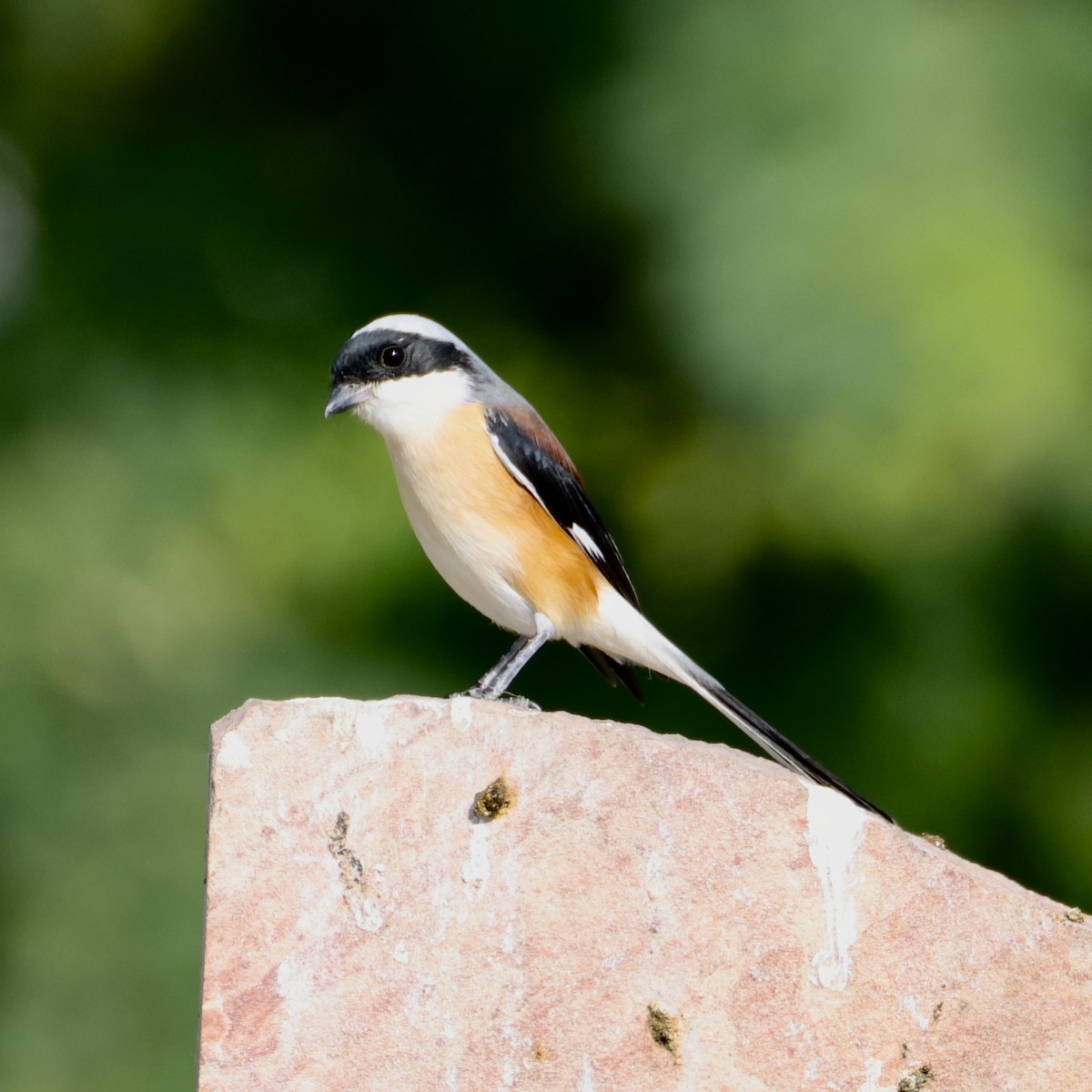 Bay-backed Shrike - ML646230599