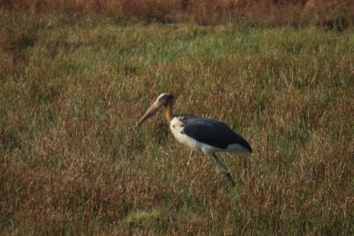 Lesser Adjutant - ML646230600