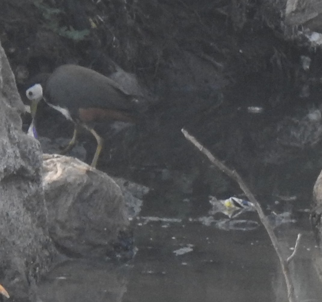 White-breasted Waterhen - ML646230604