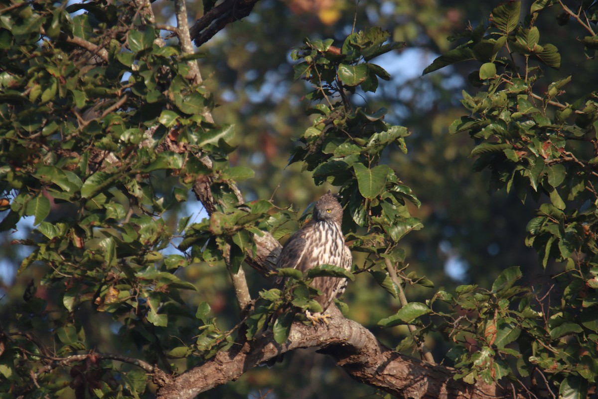 Changeable Hawk-Eagle - ML646230605