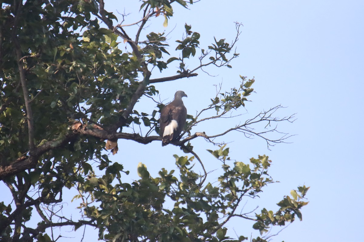 Gray-headed Fish-Eagle - ML646230616