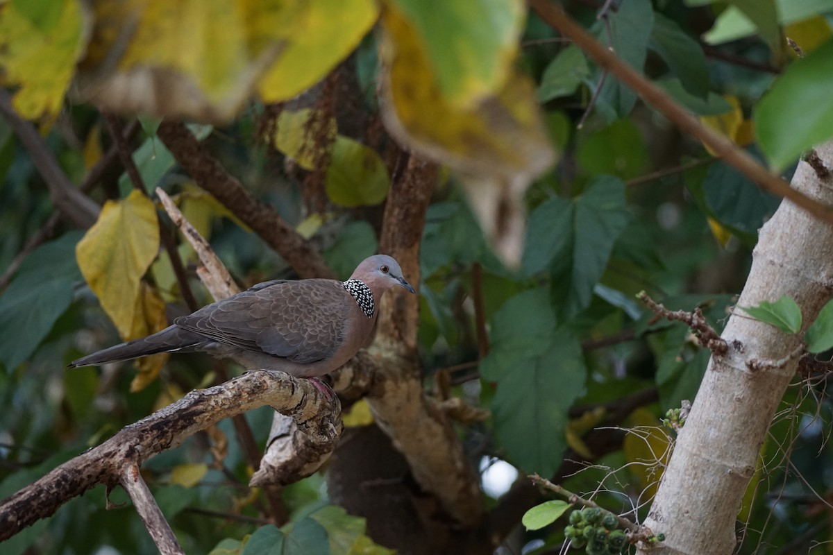Spotted Dove - ML646230617