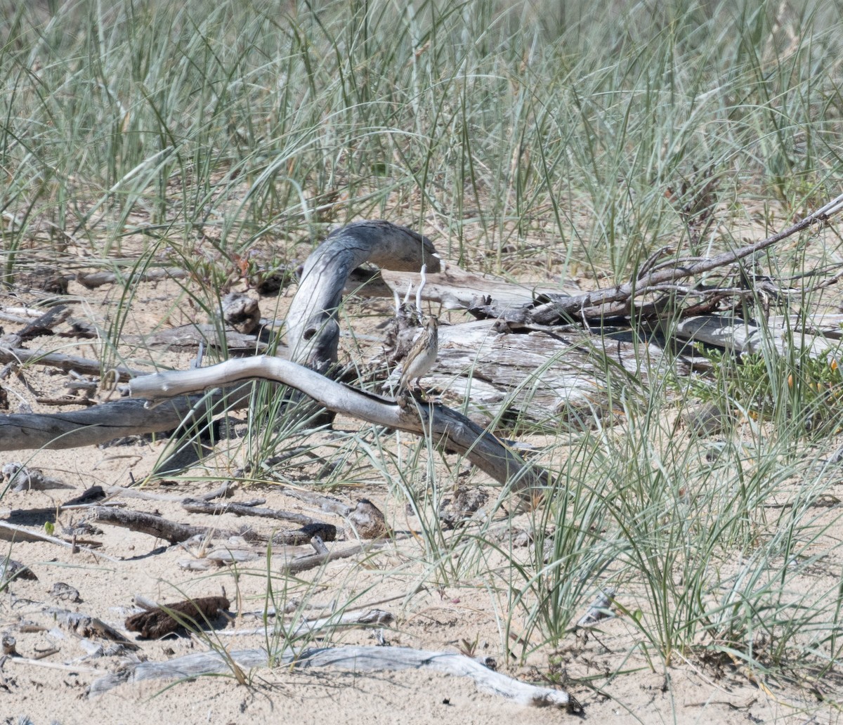 Australian Pipit - ML646230619