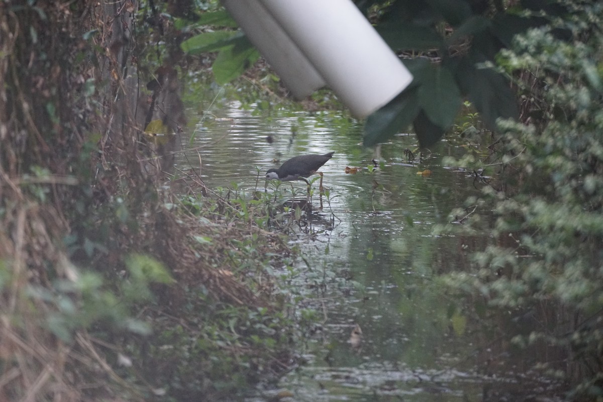 White-breasted Waterhen - ML646230620
