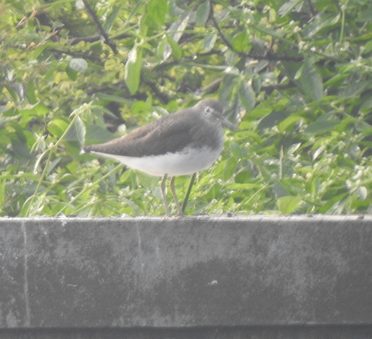 Green Sandpiper - ML646230625