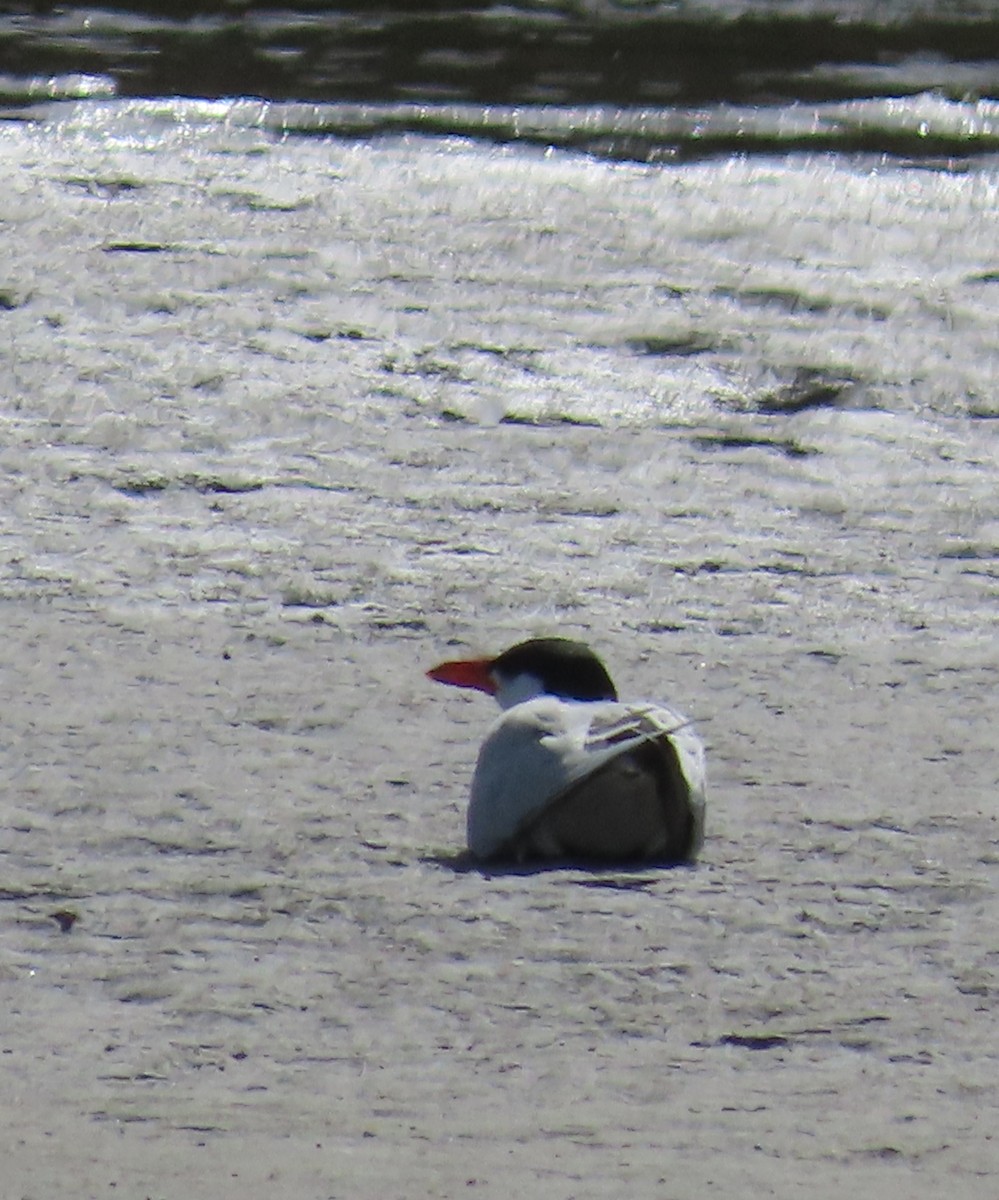 裏海燕鷗 - ML646230626