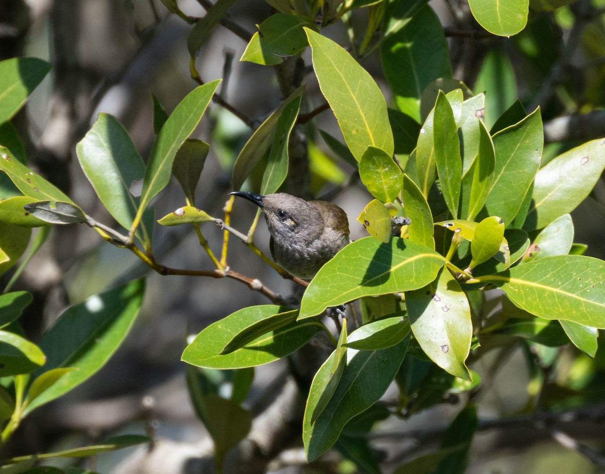 Brown Honeyeater - ML646230627